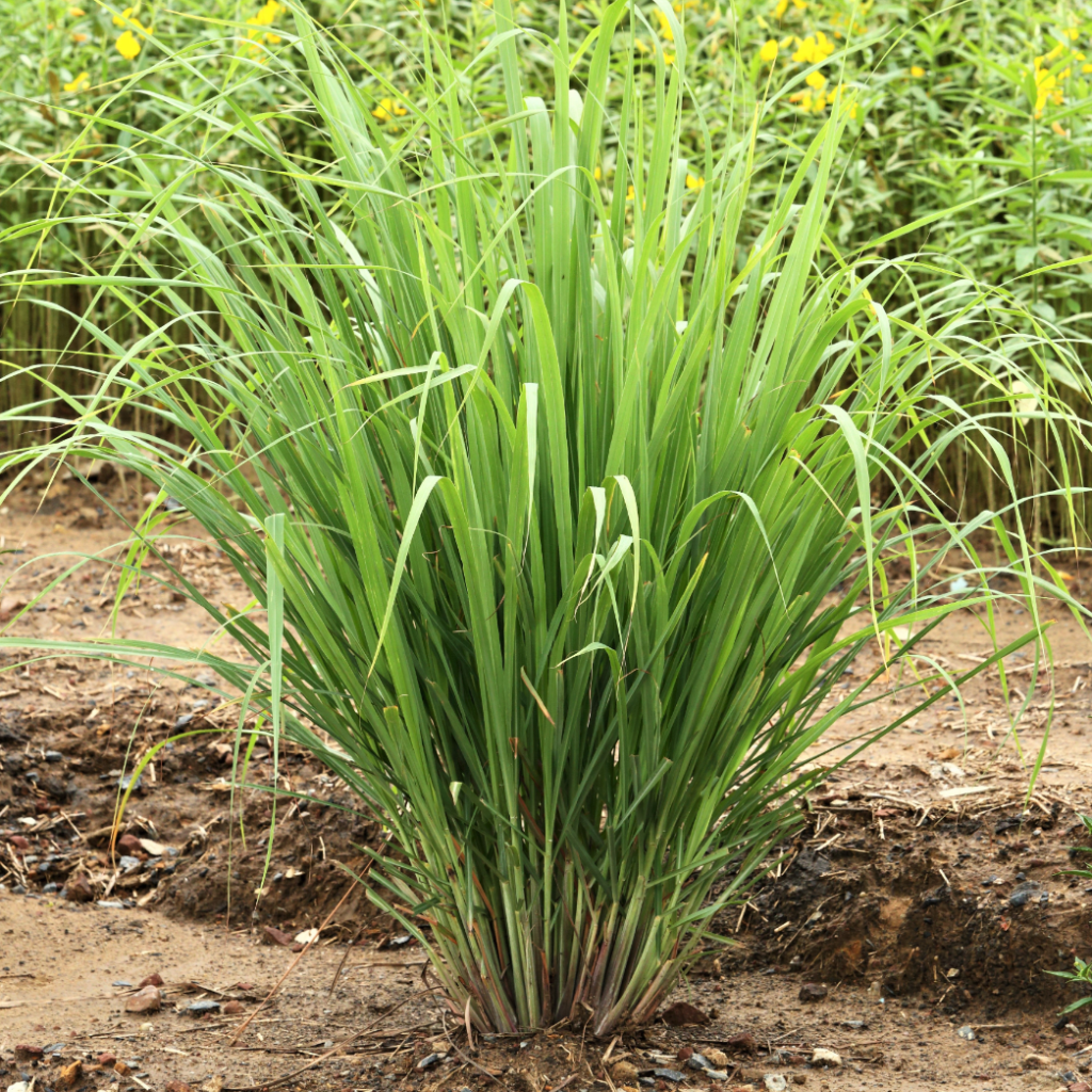 lemongrass seeds