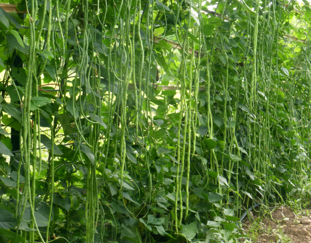 growing yard long beans